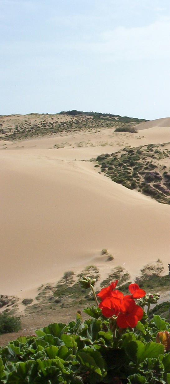 photo dune-con-geranio.jpg