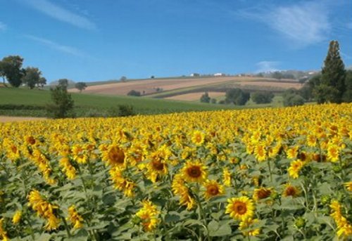 photo girasoli2.jpg