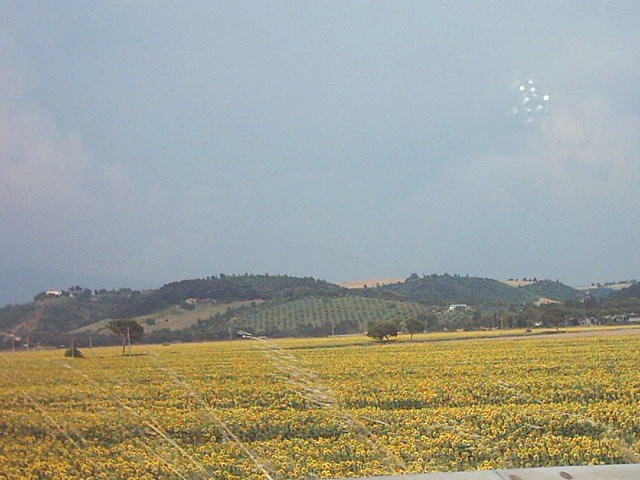 photo girasoli.jpg