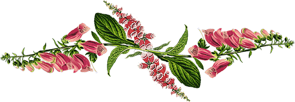 photo digitalis.gif