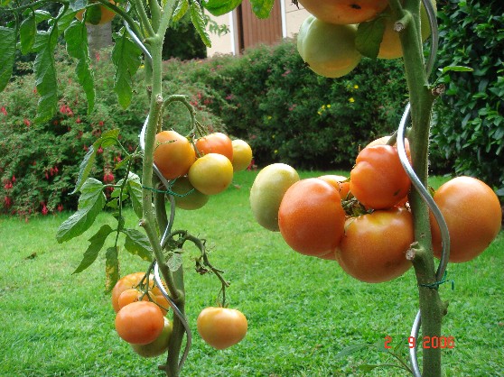 photo Tomates-maison.jpg