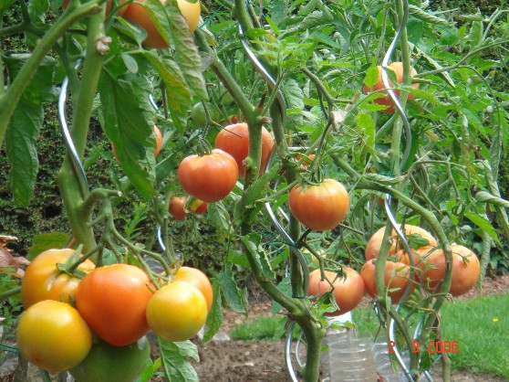 photo Tomates.jpg